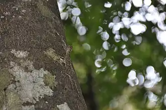 Description de l'image Draco indochinensis 29190222.jpg.