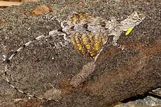 Description de l'image Draco_timoriensis.jpg.