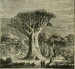 Dracona of Icod, in Tenerife in Africa and its Inhabitants (1876).