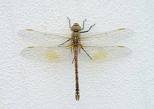 Anax ephippiger femelle. Aout 2021.