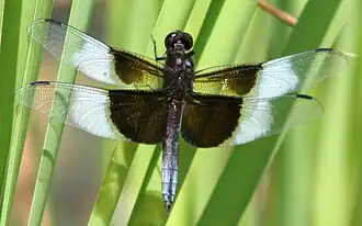 Description de cette image, également commentée ci-après