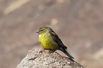 Description de l'image Drakensberg_Siskin,_male.jpg.