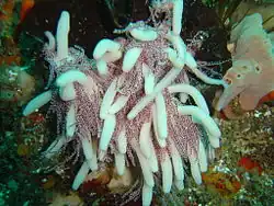 Candelabrum tentaculatum, un Candelabridae.
