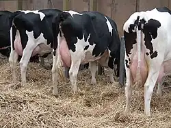 Photo couleur de trois vaches pie noir vues de l'arrière. On distingue leur mamelle très développée et leurs cuisses plates à ossature proéminente.