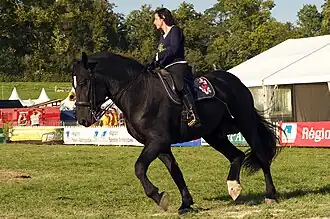 En dressage, France, 2011.