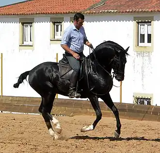 Image illustrative de l’article Équitation portugaise