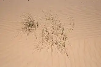 Jeunes pousses (Ain Chouater, Maroc)