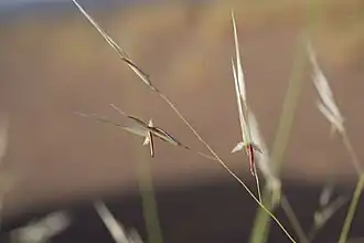 Fleur (Mharech, Maroc)