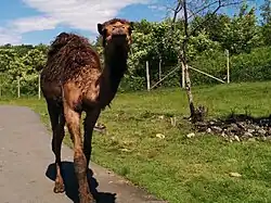 Dromadaire du parc zoologique