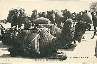 Caravane de dromadaires au repos en Afrique du nord, début du XXe