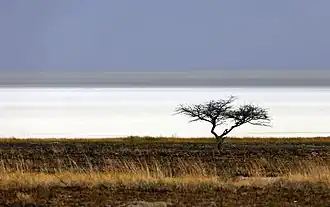 Image illustrative de l’article Pan d'Etosha