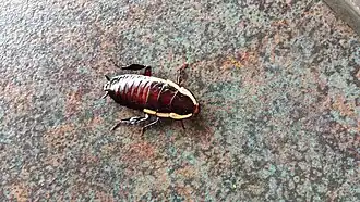 Autre vue du même spécimen.