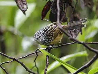 Description de cette image, également commentée ci-après