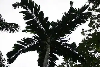 Description de cette image, également commentée ci-après