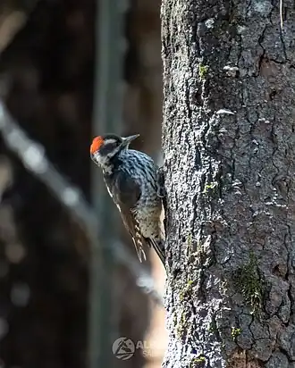 Description de cette image, également commentée ci-après