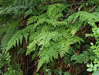 Description de l'image DryopterisAemRT1.jpg.