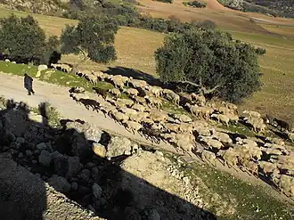 Un troupeau en route