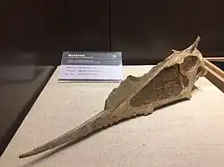 Crâne de Dsungaripterus (IVPP V4064).