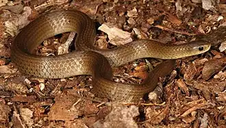 Description de l'image Duberria shirana (10.3897-zse.92.9948) Figure 4 (cropped).jpg.