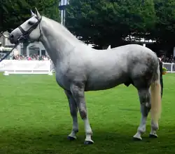 Grand cheval gris sur un concours.