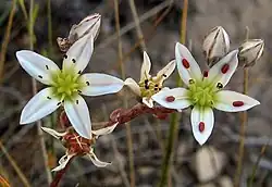 subg. Hasseanthus — Les fleurs de Dudleya blochmaniae
