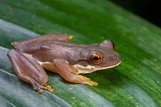 Description de l'image Duellmanohyla schmidtorum, Tapachula, Chiapas, Mexico imported from iNaturalist photo 61492773.jpg.