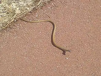 Description de l'image Dugite on a walking path crop.jpg.