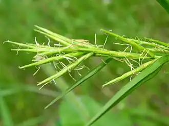 Description de l'image Dulichium arundinacea 1 (5097245897).jpg.