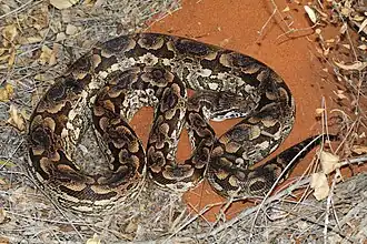 Acrantophis dumerili