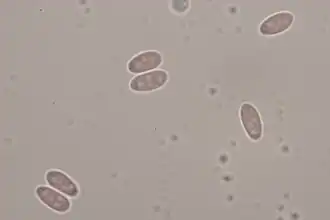 Spores quadriguttulées.