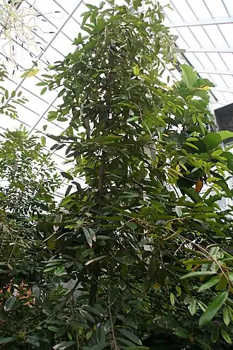 Description de l'image Durio graveolens Suluy Z 3zz.jpg.