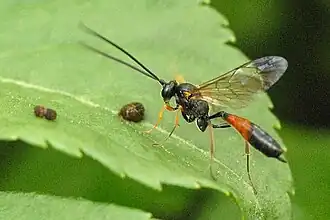 Description de cette image, également commentée ci-après