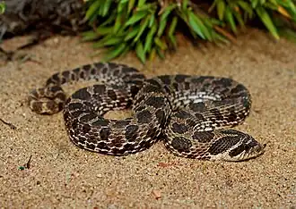 Description de l'image Dusty Hognose Snake (Heterodon gloydi) (30203048175).jpg.