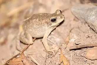 Description de l'image Duttaphrynus dhufarensis.jpg.