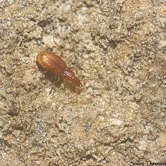 Description de cette image, également commentée ci-après
