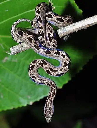 Description de l'image Dwarf Boa (Ungaliophis panamensis) (9605746085).jpg.
