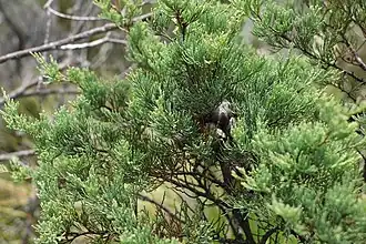 Description de l'image Dwarf cypress-pine imported from iNaturalist photo 171380169 on 6 August 2022.jpg.