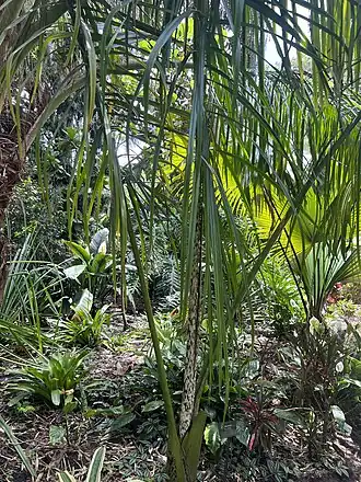 Description de l'image Dypsis mananjarensis 01.jpg.