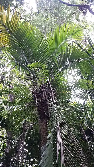 Description de l'image Dypsis perrieri imported from iNaturalist photo 2703563 on 16 September 2024.jpg.