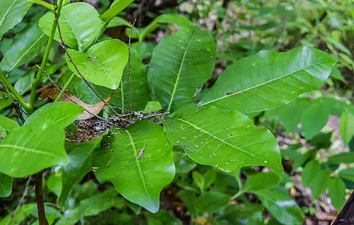 Rameau de feuilles luisantes.