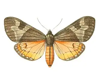 Description de l'image Dysschema lycaste.jpg.