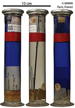 Dytaster semispinosus