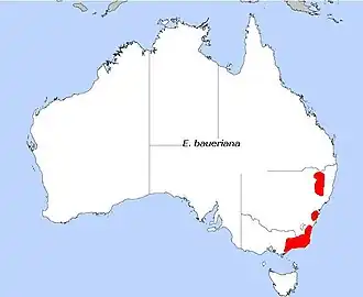 Description de l'image E. baueriana.JPG.