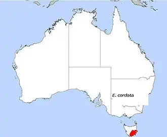 Description de l'image E. cordata.JPG.