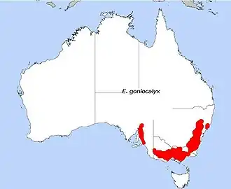 Description de l'image E. goniocalyx.JPG.