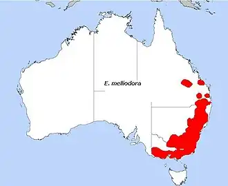 Description de l'image E. melliodora.JPG.