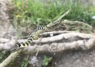 Description de l'image E. vitti en Las Lajas.jpg.