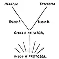 Diagramme montrant les grades et branches primaires de l'arbre généalogique des Animaux, d'après Lankester (1911).