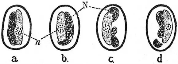 Parasitose du lézard : Haemosporidia – Karyolysus lacertarum dans les globules sanguins de Lacerta muralis. Le schéma montre les effets du parasite sur le noyau du corpuscule. En "c" et "d", le noyau est brisé. "N", noyau du corpuscule sanguin ; "n", noyau du parasite, vu comme un certain nombre de masses de chromatine, non entourées d’une membrane distincte.