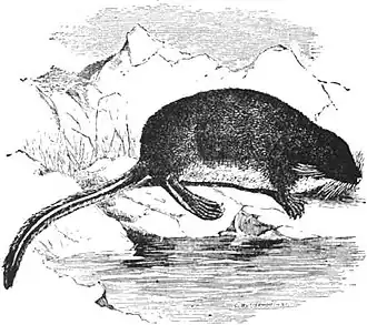 Description de l'image EB1911 Insectivora — Fig. 6.—The Tibetan Water-shrew (Nectogale elegans).jpg.
